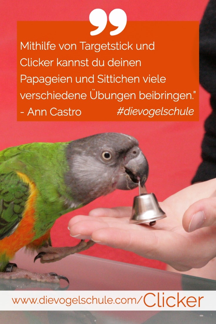 Clickertraining für Papageien & Sittiche Mphrenkopfpapagei