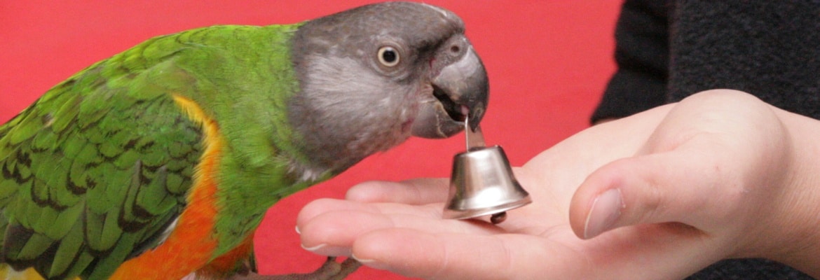 Clickertraining für Papageien & Sittiche WP
