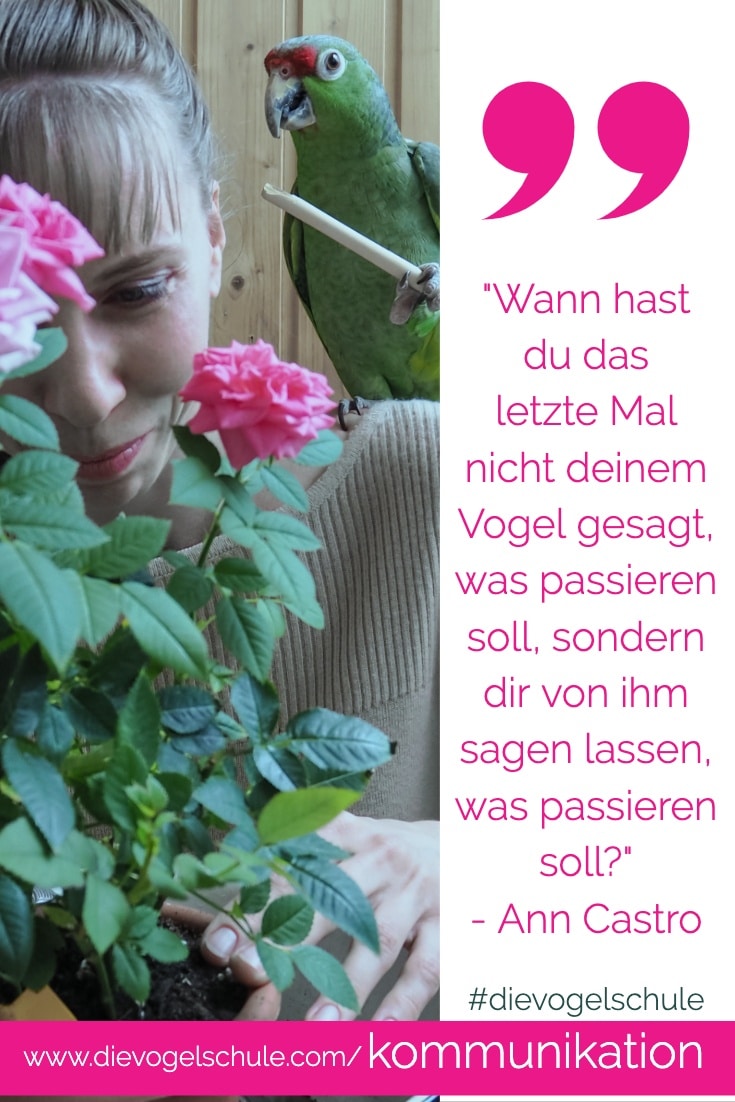 Sprechen Papageien Amazone Sprechen Papageien Amazone