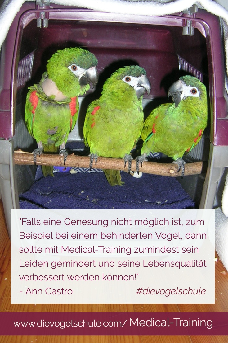 Medical-Training für Papageien & Sittiche P-3 Medical-Training für Papageien & Sittiche P-3