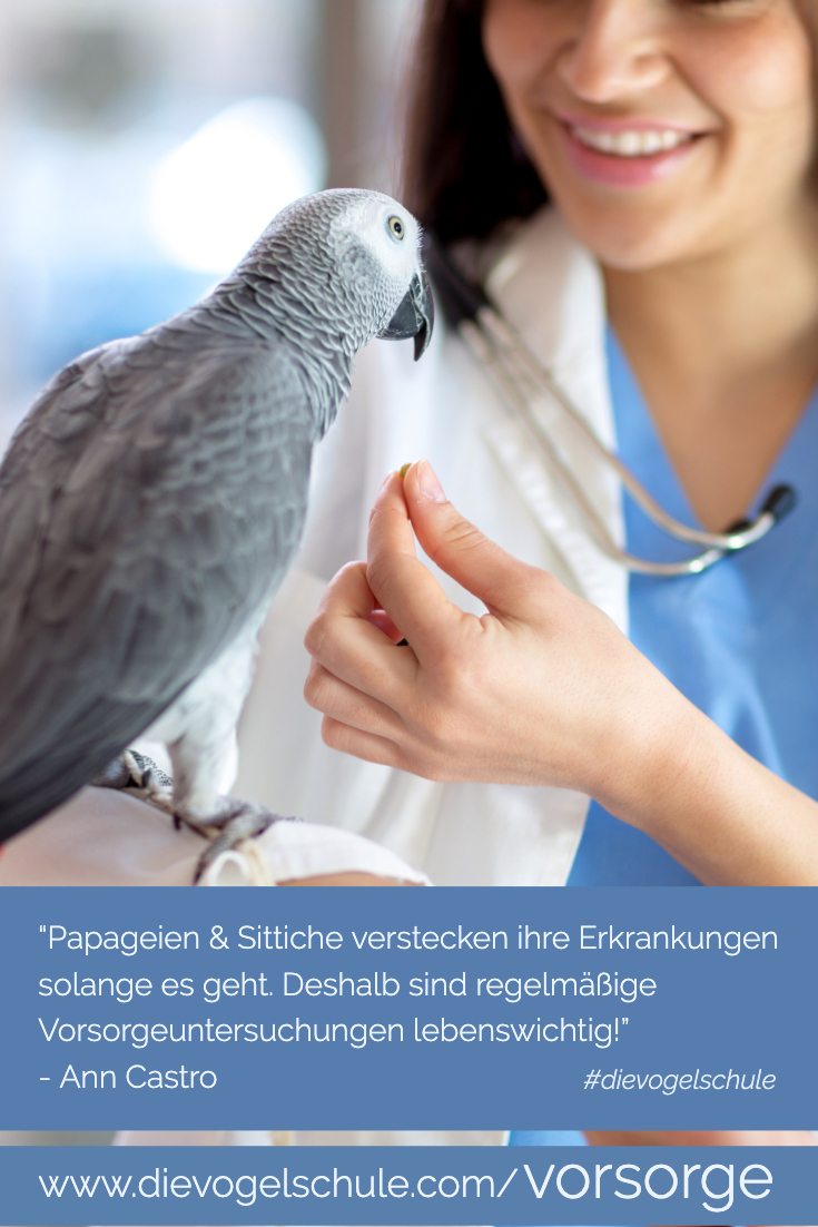 Vorsorge Papageien & Sittiche - Graupapagei Tierarzt