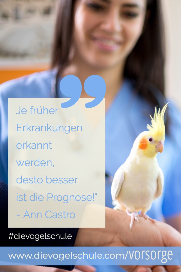 Vorsorge Papageien & Sittiche _ Nymphensittich Tierarzt