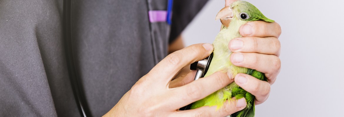 Vorsorge – wann, wie, wo bei Papageien & Sittichen?