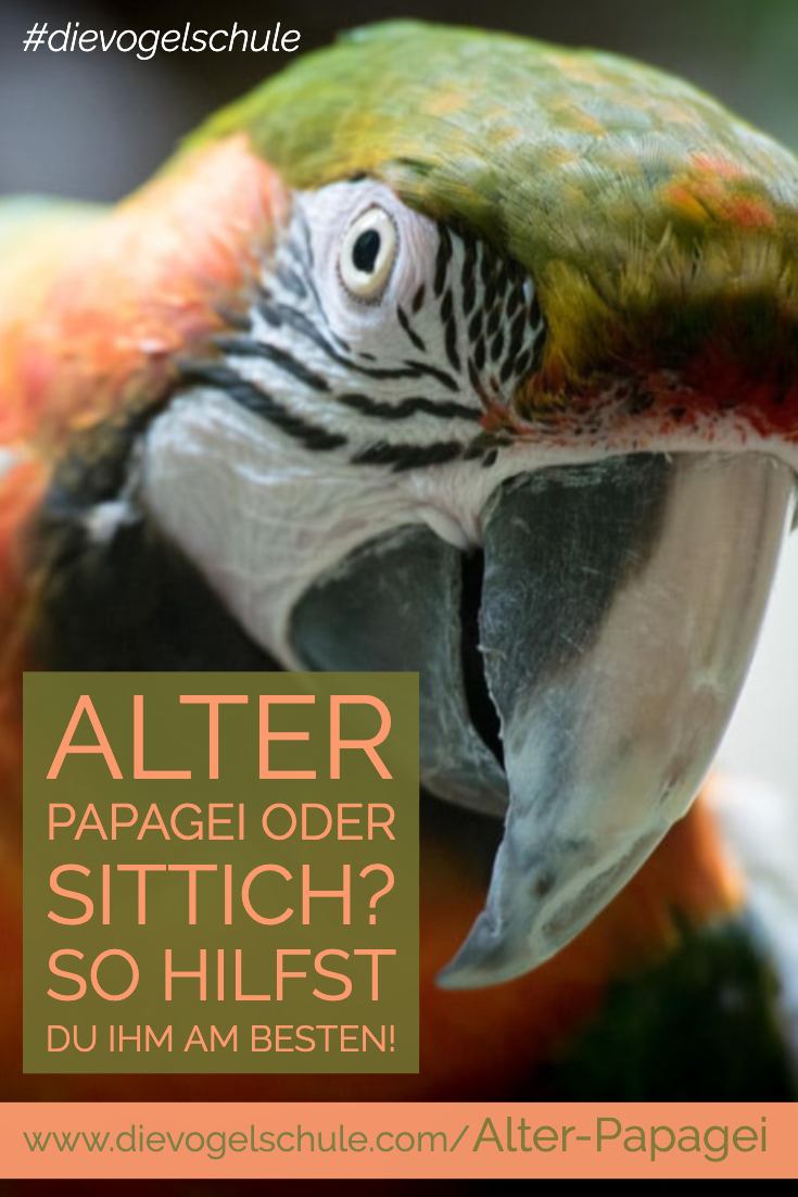 Wie alt werden Papageien?