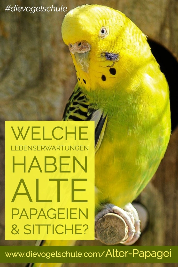 Papageienalter