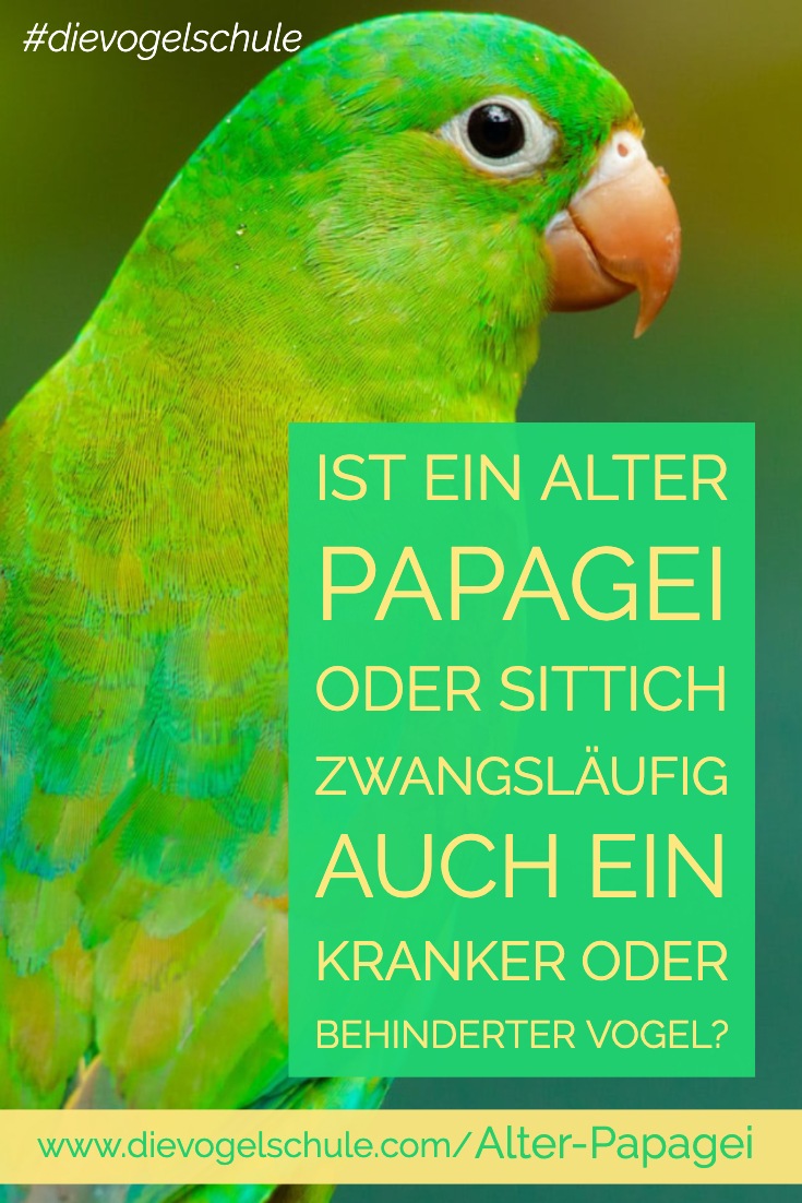 Papagei Alter