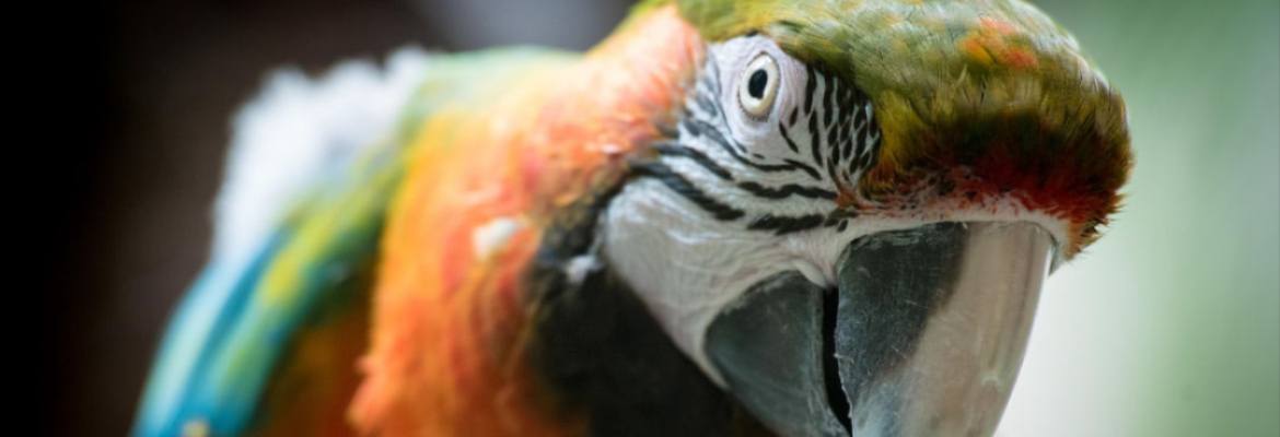 Wie alt werden Papageien & Sittiche?