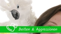 Beissen & Aggressionen Papageien Sittiche