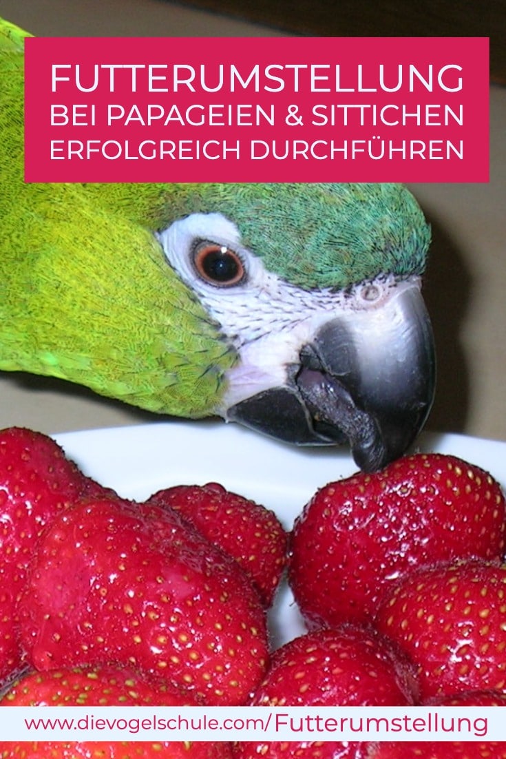 Futterumstellung bei Papageien - Ara