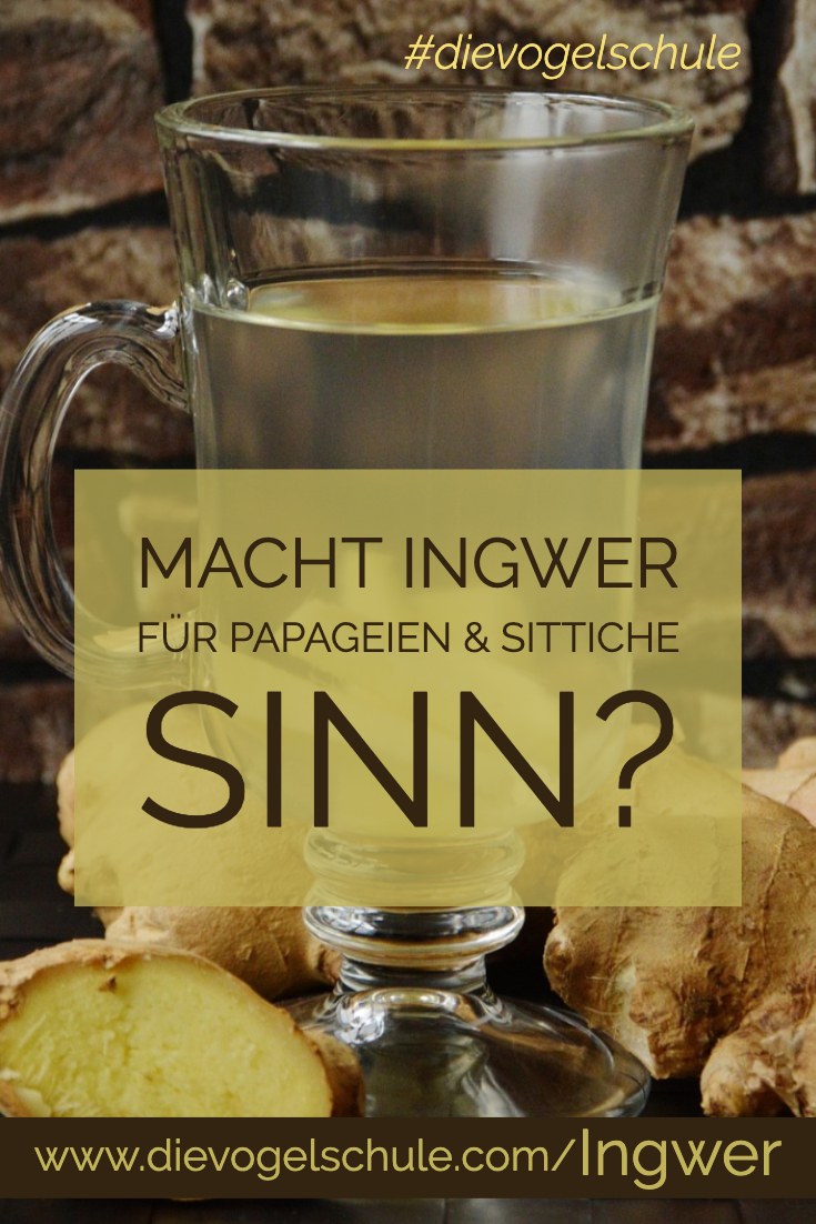 Ingwer für Papageien & Sittiche P-1