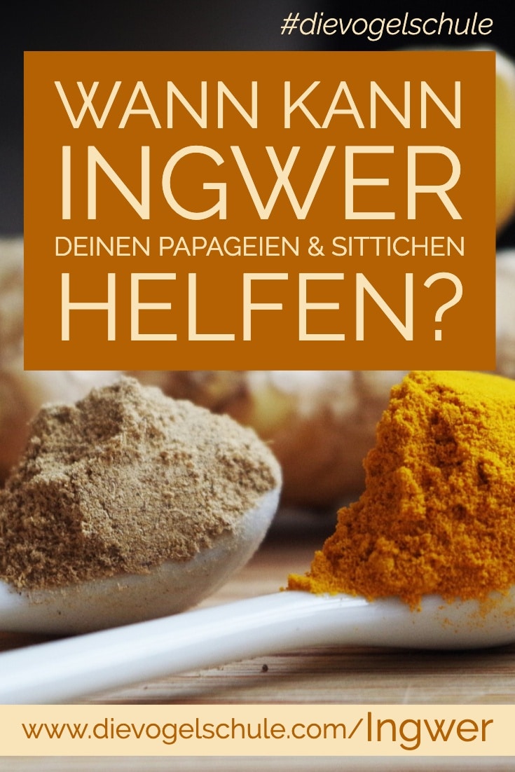 Ingwer für Papageien & Sittiche P-2