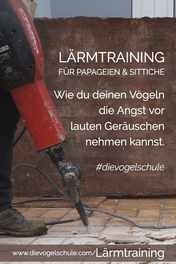Lärmtraining für Papageien & Sittiche P-1