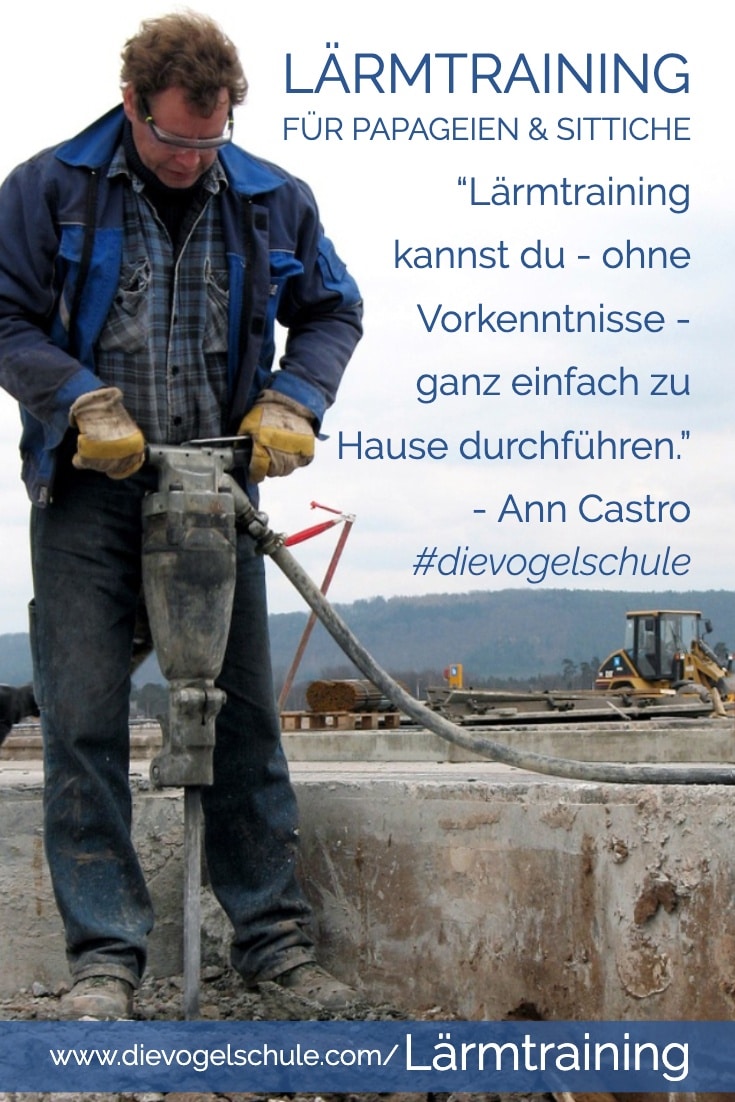 Lärmtraining für Papageien & Sittiche P-2