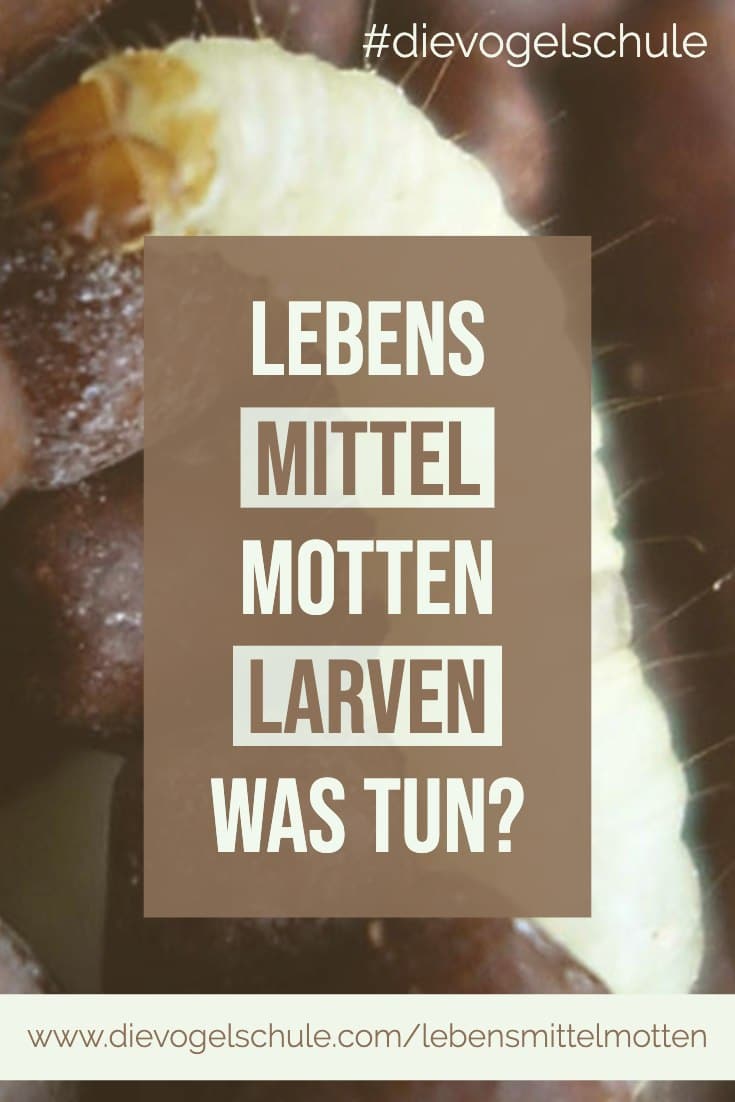 Lebensmittelmotten Larven P-1