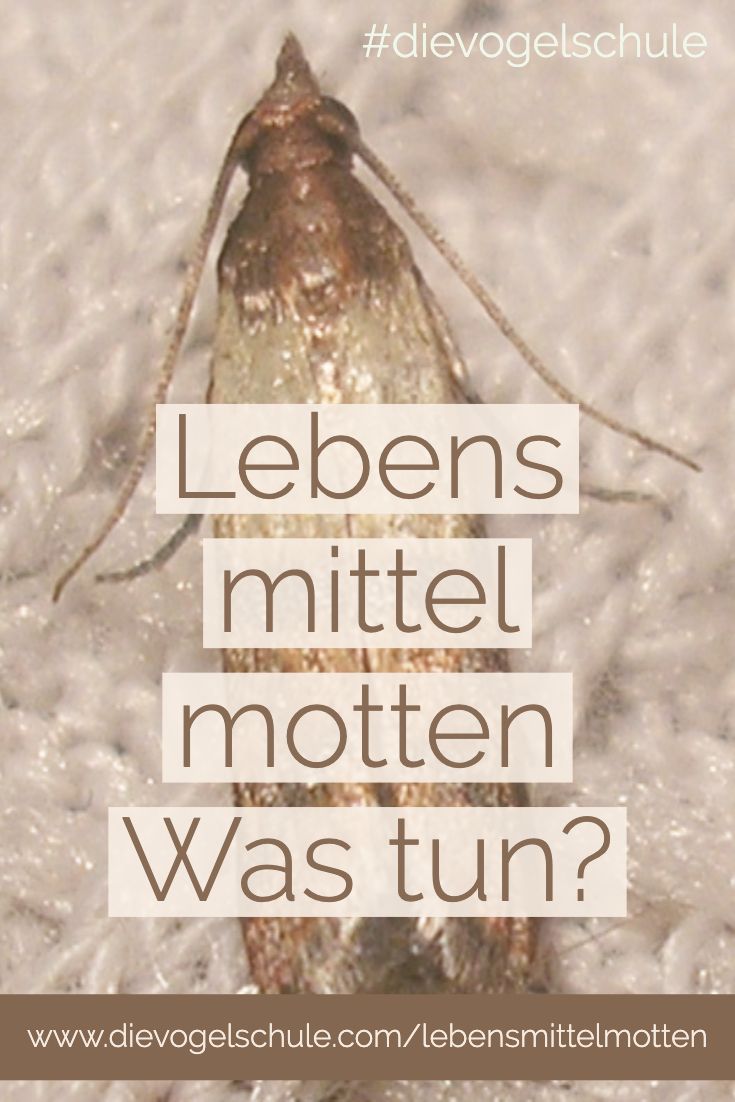 Lebensmittelmotten P-2