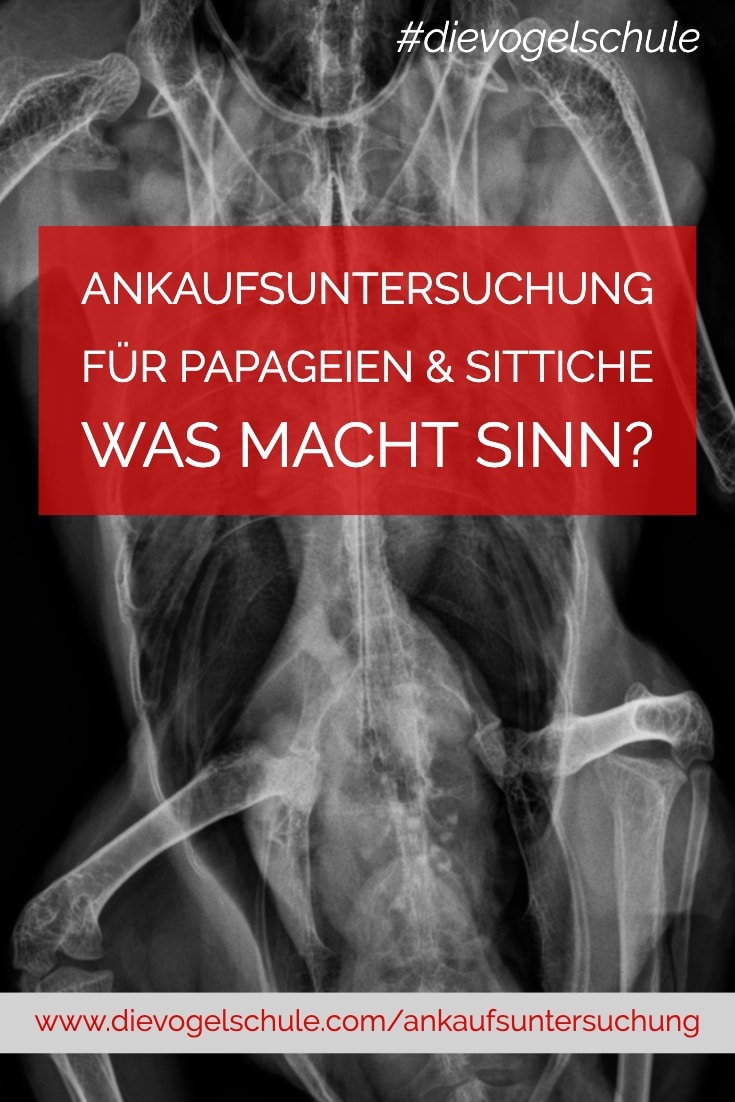 Ankaufsuntersuchung für Papageien & Sittiche P-1