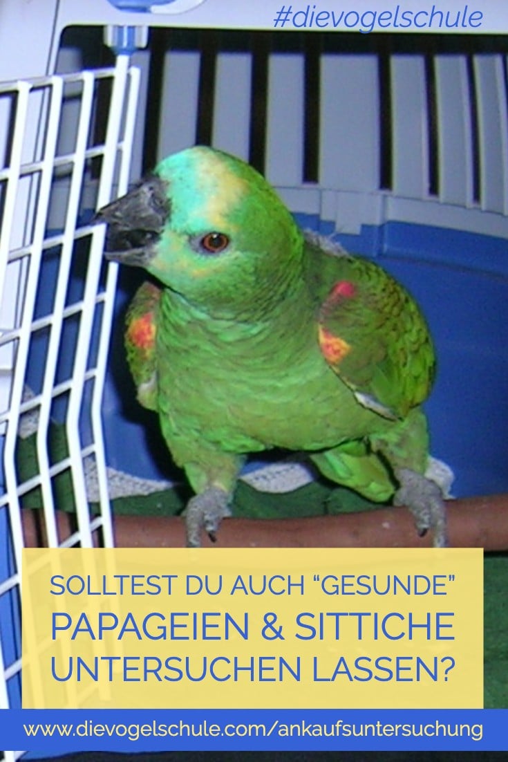Ankaufsuntersuchung für Papageien & Sittiche P-2