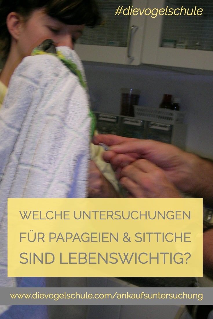 Ankaufsuntersuchung für Papageien & Sittiche P-3