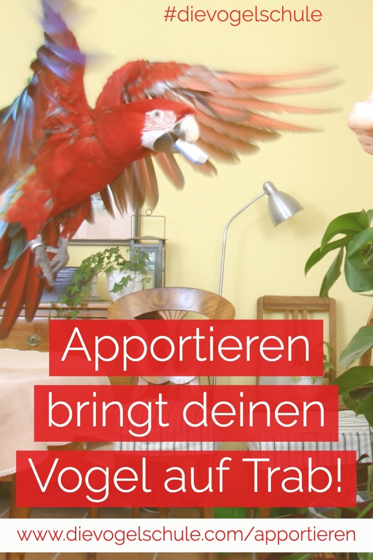 Ara apportiert fliegend