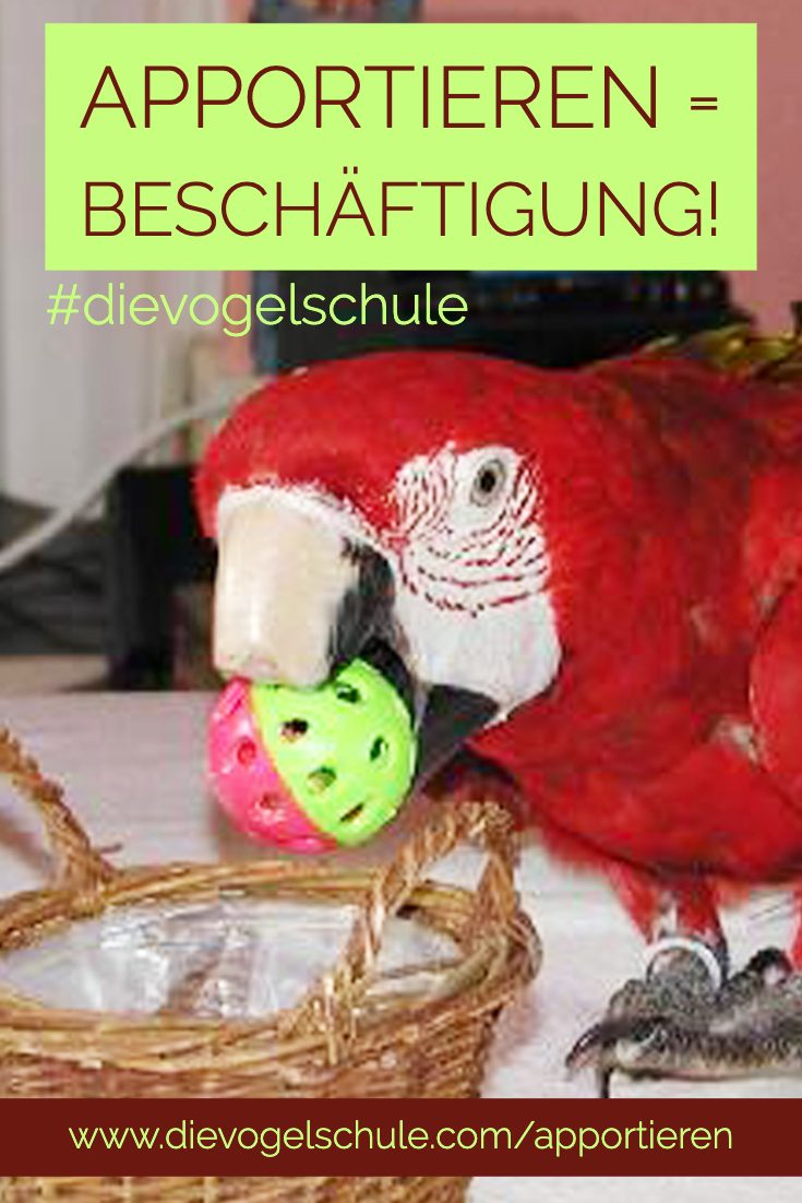 Ara Papagei Basketball-Spielen - Apportieren für Papageien & Sittiche P-2