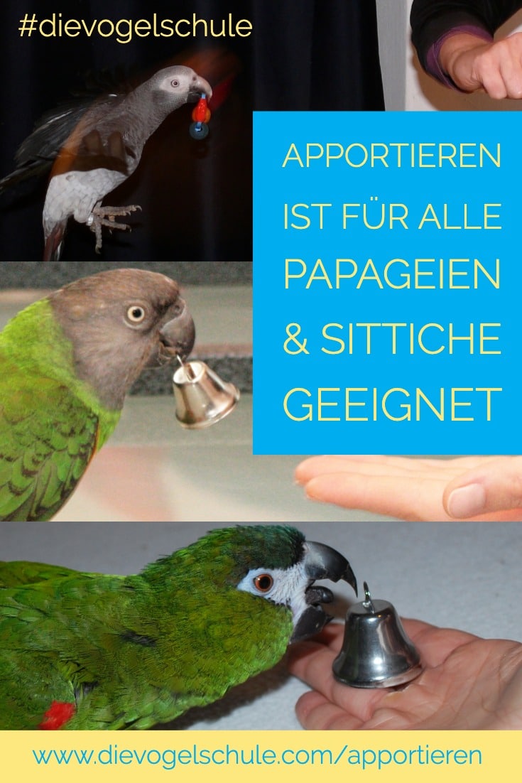 graupapagei Zwergara Mohrenkopfpapagei apportieren