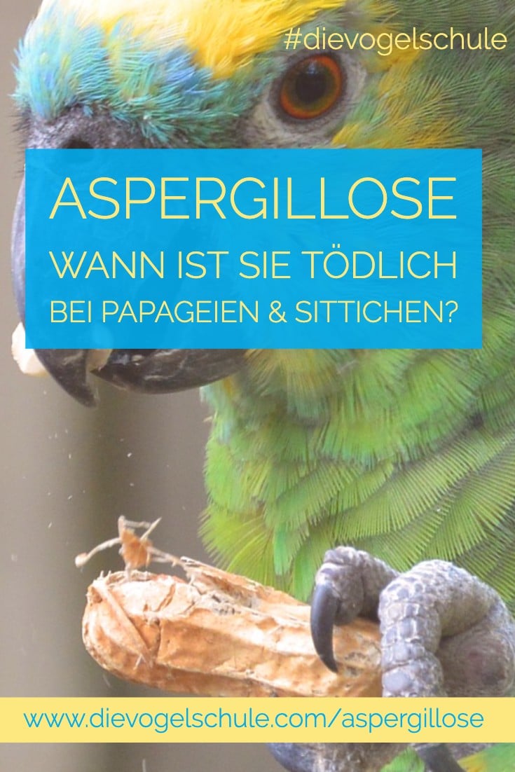 Aspergillose bei Papageien & Sittichen P-1