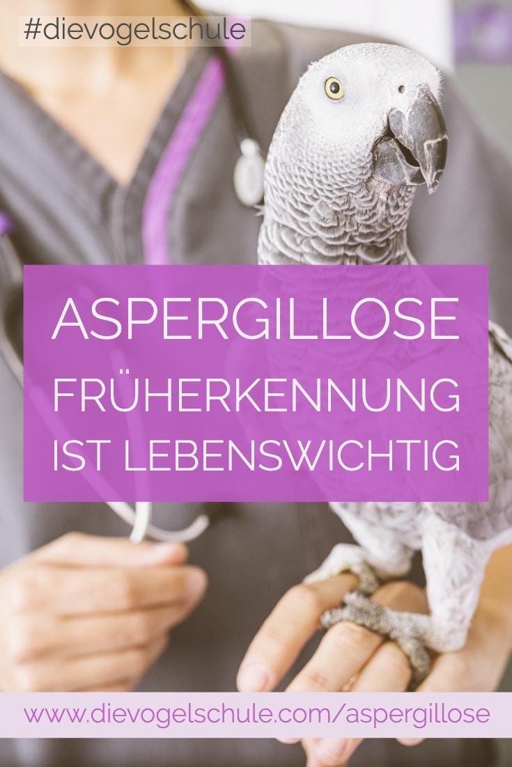 Graupapagei beim Tierarzt - Aspergillose bei Papageien & Sittichen P-2