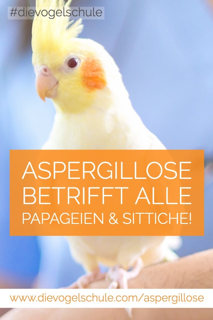Nymphensittich  - Aspergillose bei Papageien & Sittichen P-3