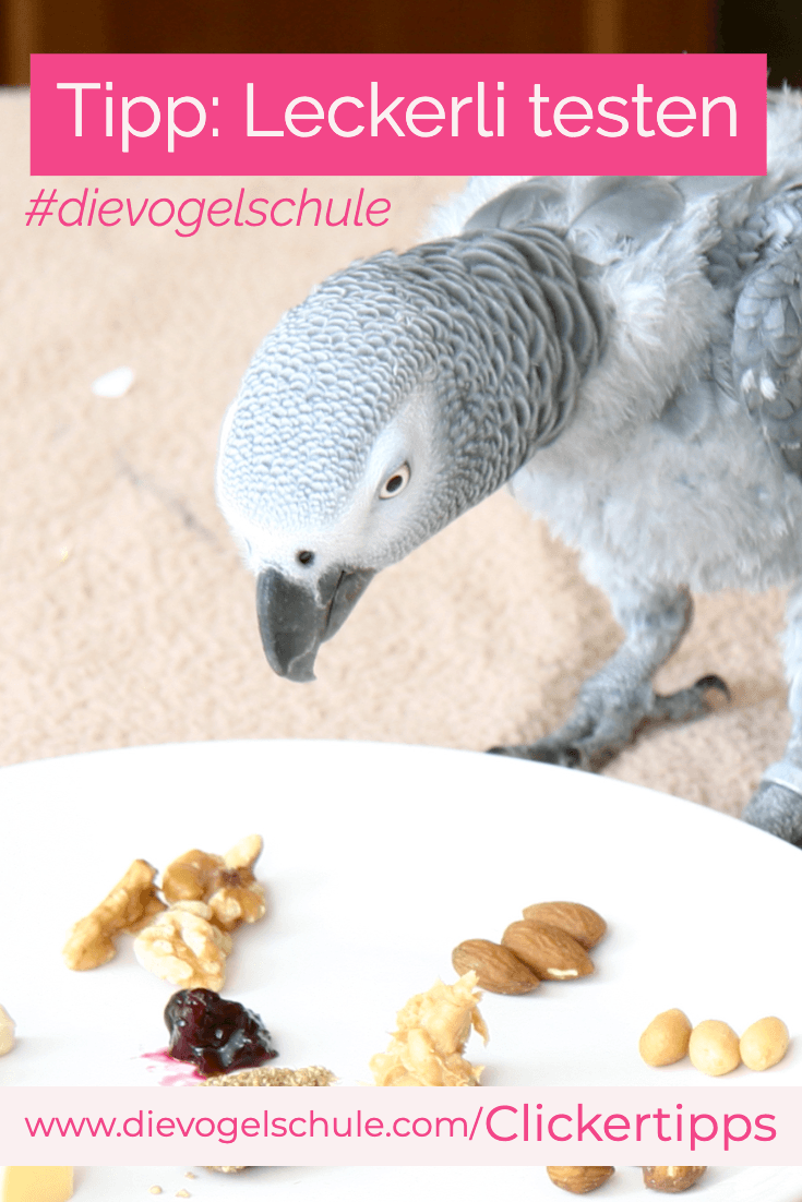 Graupapagei Leckerlitest Clickertraining Tipps für Papageien & Sittiche P 1