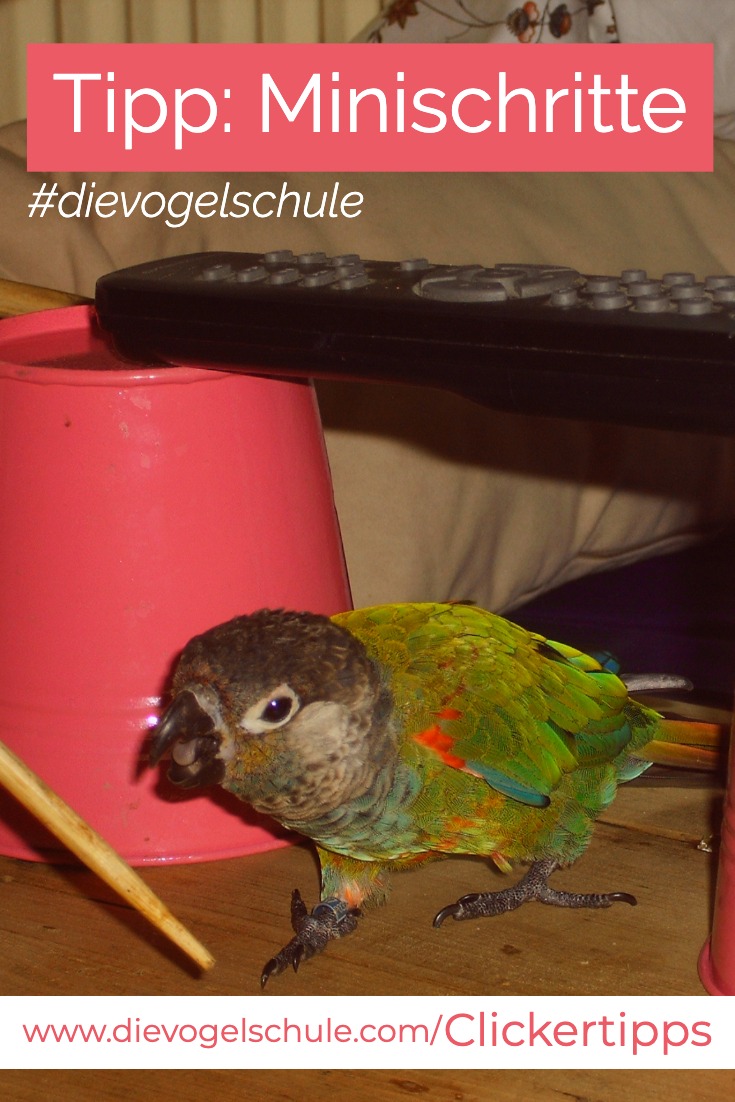 Rotsteißsittich Trainingsparcours - Clickertraining Tipps für Papageien & Sittiche P 2