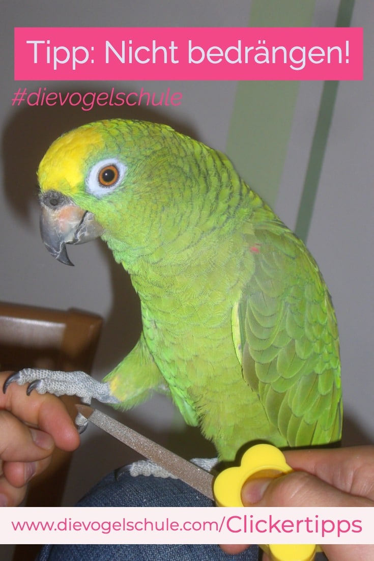 Amazone Krallen Schleifen Clickertraining Tipps für Papageien & Sittiche P 3