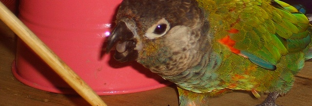 Rotsteisssittich folgt Targetstick - Clickertraining Tipps für Papageien & Sittiche WP