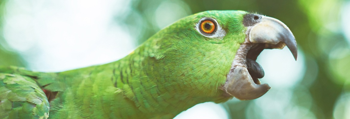 Schreien bei Schreiende Amazone - Papageien & Sittichen WP