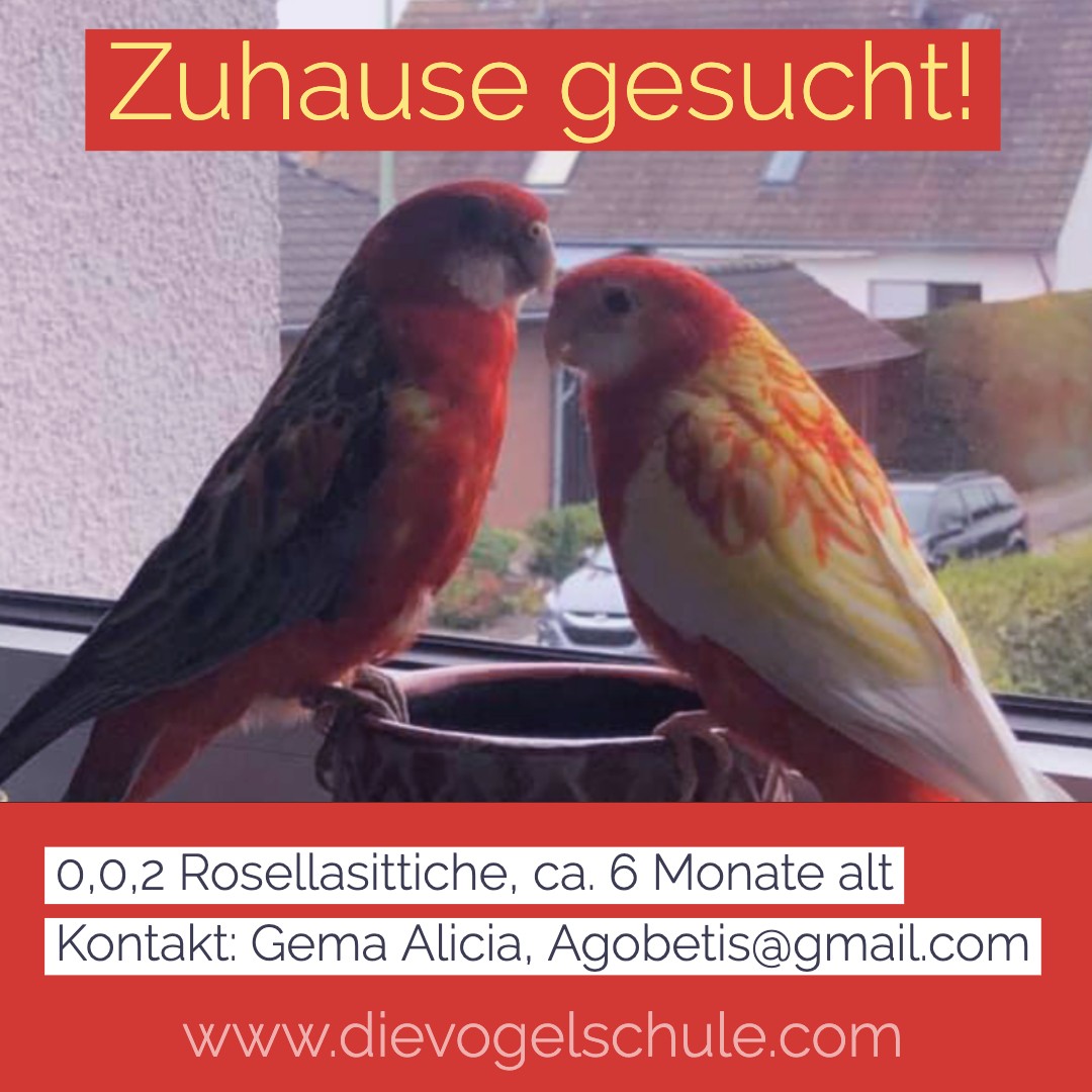 ZUHAUSE GESUCHT 0,0,2 Rosellasittiche ZUHAUSE GESUCHT 0,0,2 Rosellasittiche