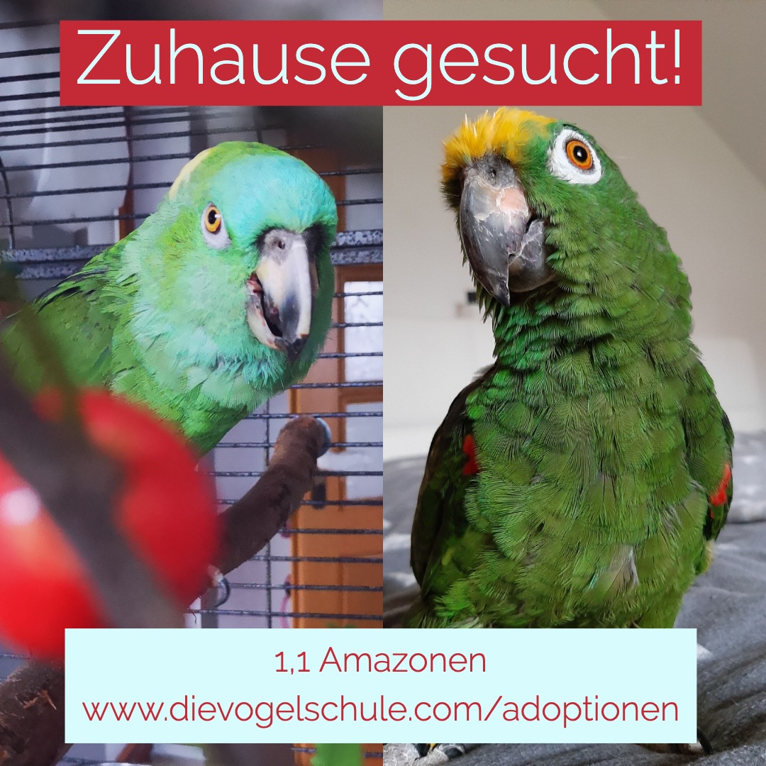 ZUHAUSE GESUCHT 1,1 Amazonen - Montabaur ZUHAUSE GESUCHT 1,1 Amazonen - Montabaur