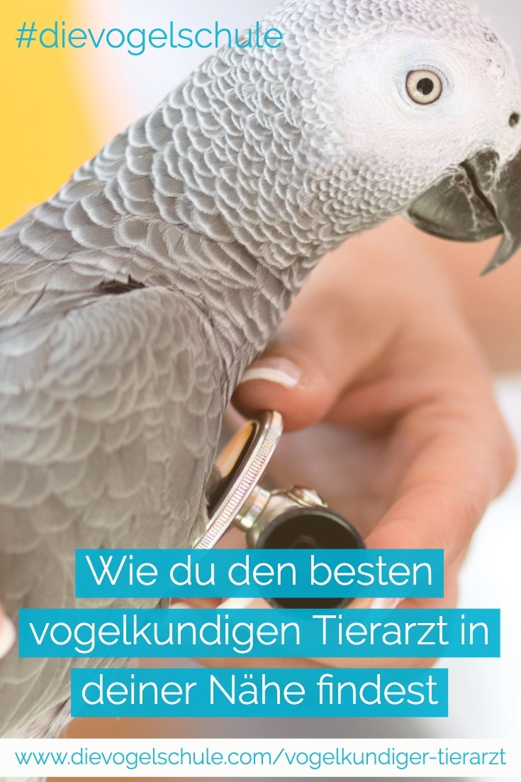 Vogelkundiger Tierarzt und Graupapagei