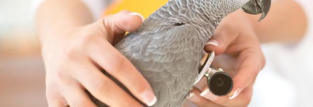 vogelkundiger Tierarzt Papageien & Sittichen