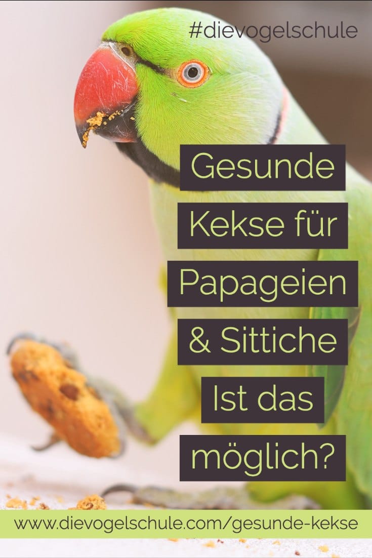 Gesunde Kekse Papageien & Sittichen P1 Gesunde Kekse Papageien & Sittichen Halsbandsittich mit Schokokeks