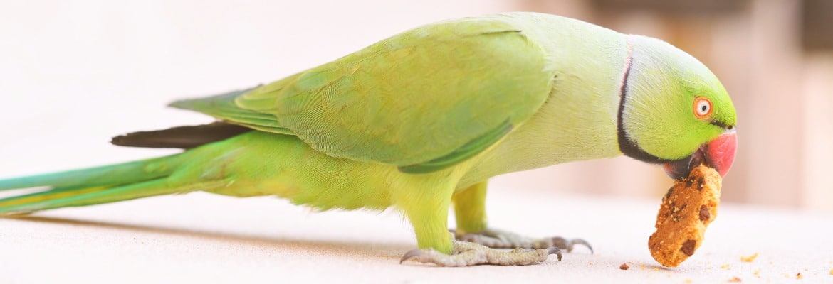 Gesunde Kekse Papageien & Sittichen WP Gesunde Kekse Papageien & Sittichen Halsbandsittich cover