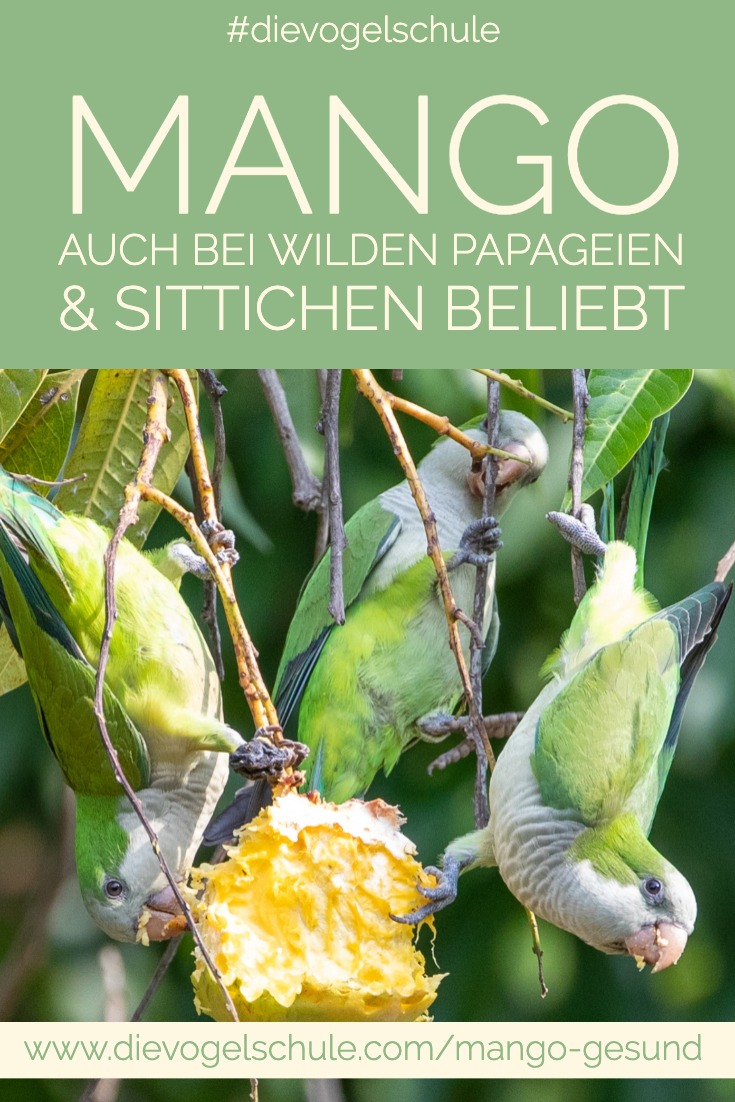 Mango gesund Papageien & Sittiche P2 Mango gesund Papageien & Sittiche wilde Sittiche