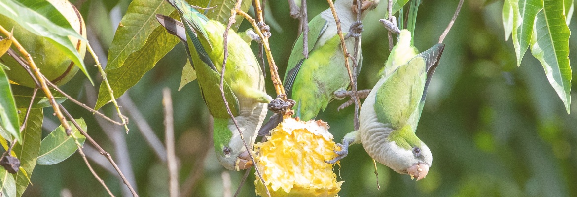 Placeholder Select Dynamic field