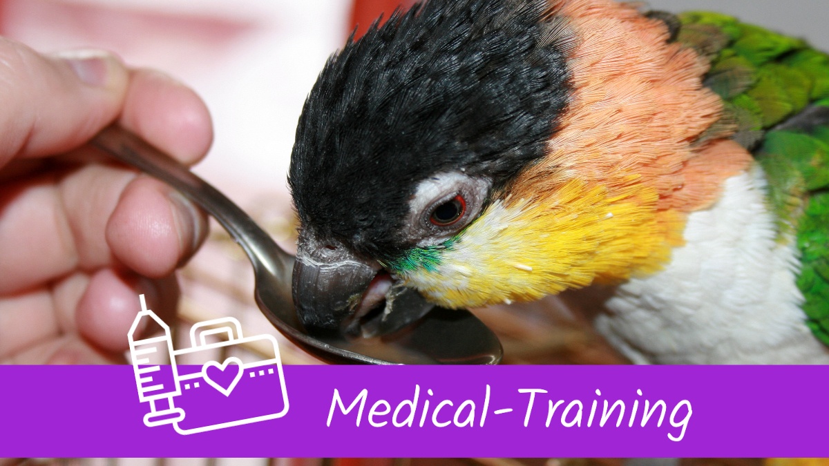 Medical-Training Papageien Sittiche