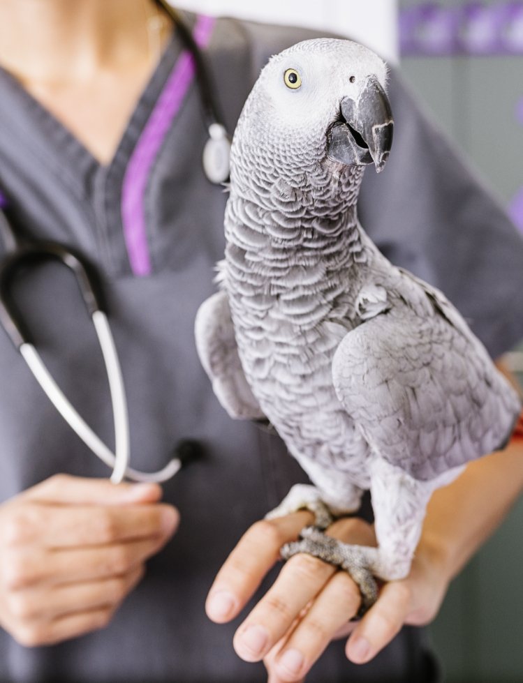 Medical-Training Top IMG Medical-Training Graupapagei beim Tierarzt