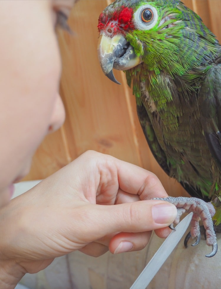 Medical-Training Amazone Krallen schleifen