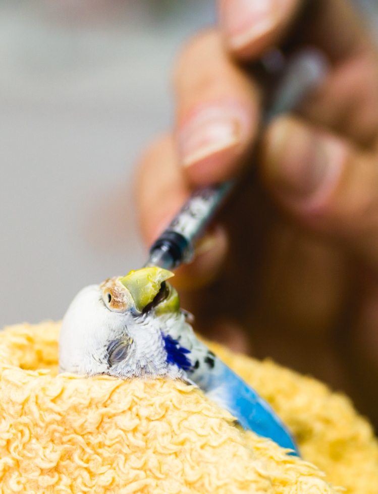 Medical-Training Wellensittich krank