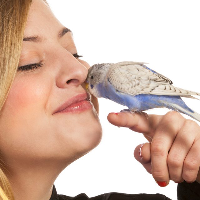 Wellensittich zähmen