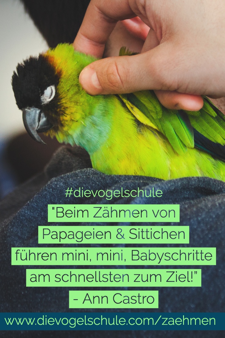 Papagei zähmen