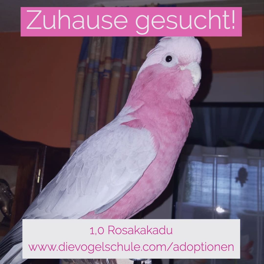 Rosakakadu abzugeben Rosakakadu abzugeben