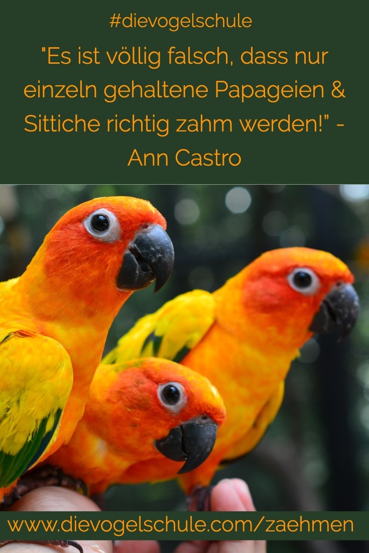 Sonnensittich zähmen