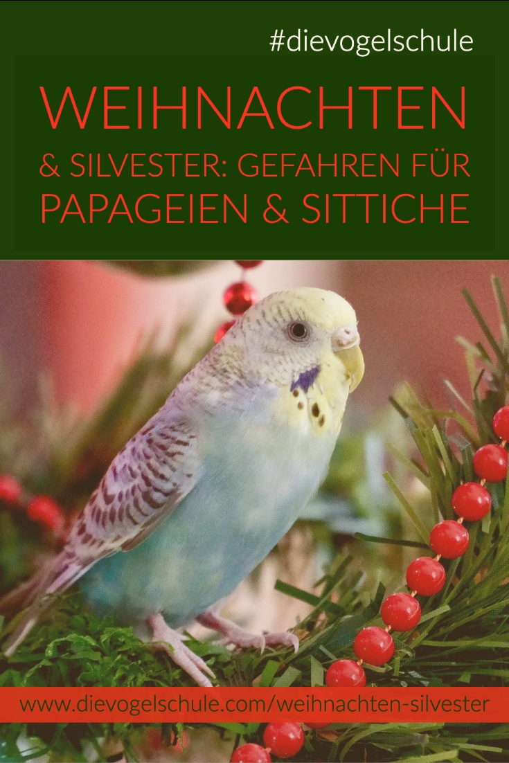 Weihnachten Papageien & Sittichen Wellensittich im Christbaum